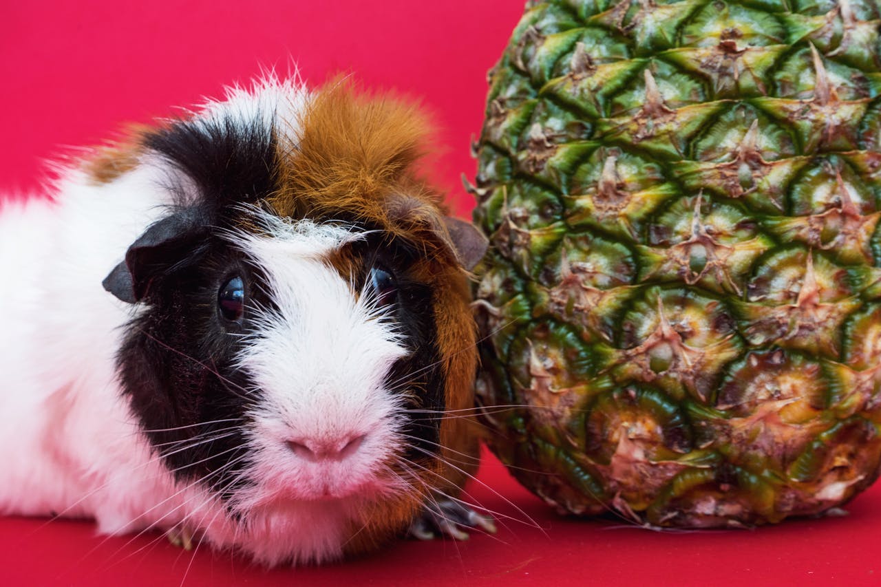 A colorful portrait of a guinea pig beside a pineapple against a vibrant red backdrop.
