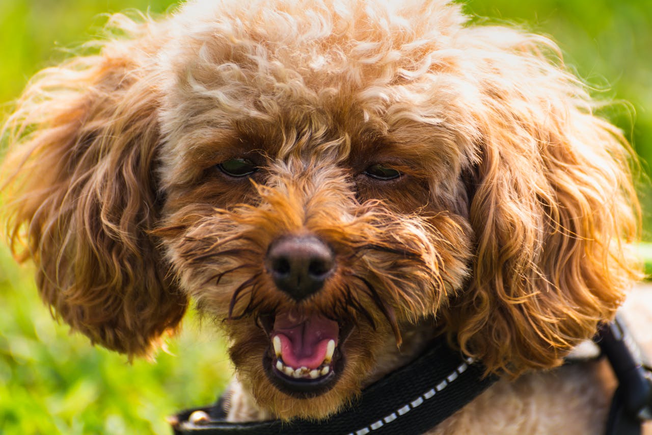 Adorable brown Poodle dog smiling in a grassy field on a sunny day.