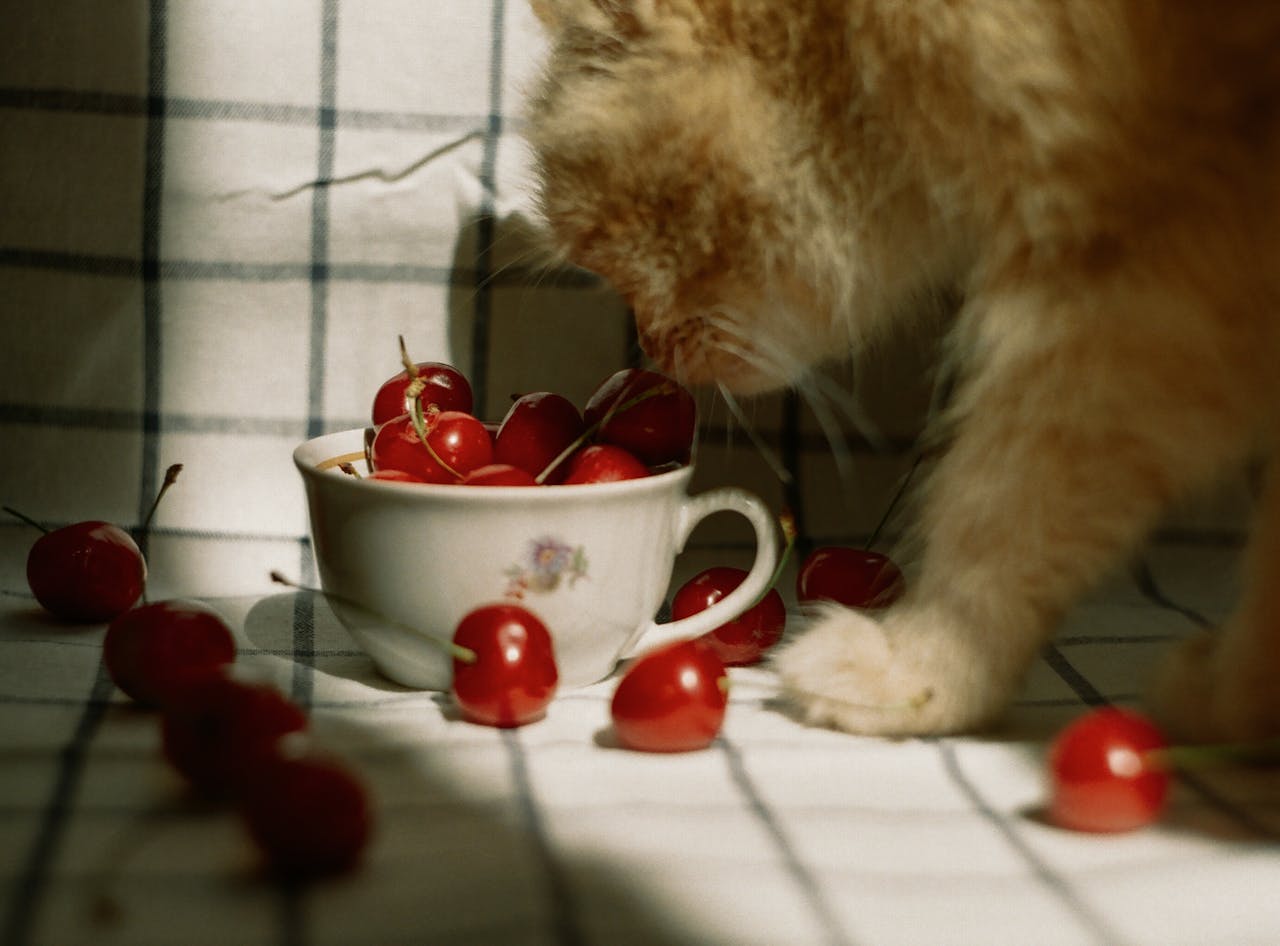 A curious cat investigates ripe cherries in a sunlit room, creating a playful scene indoors.